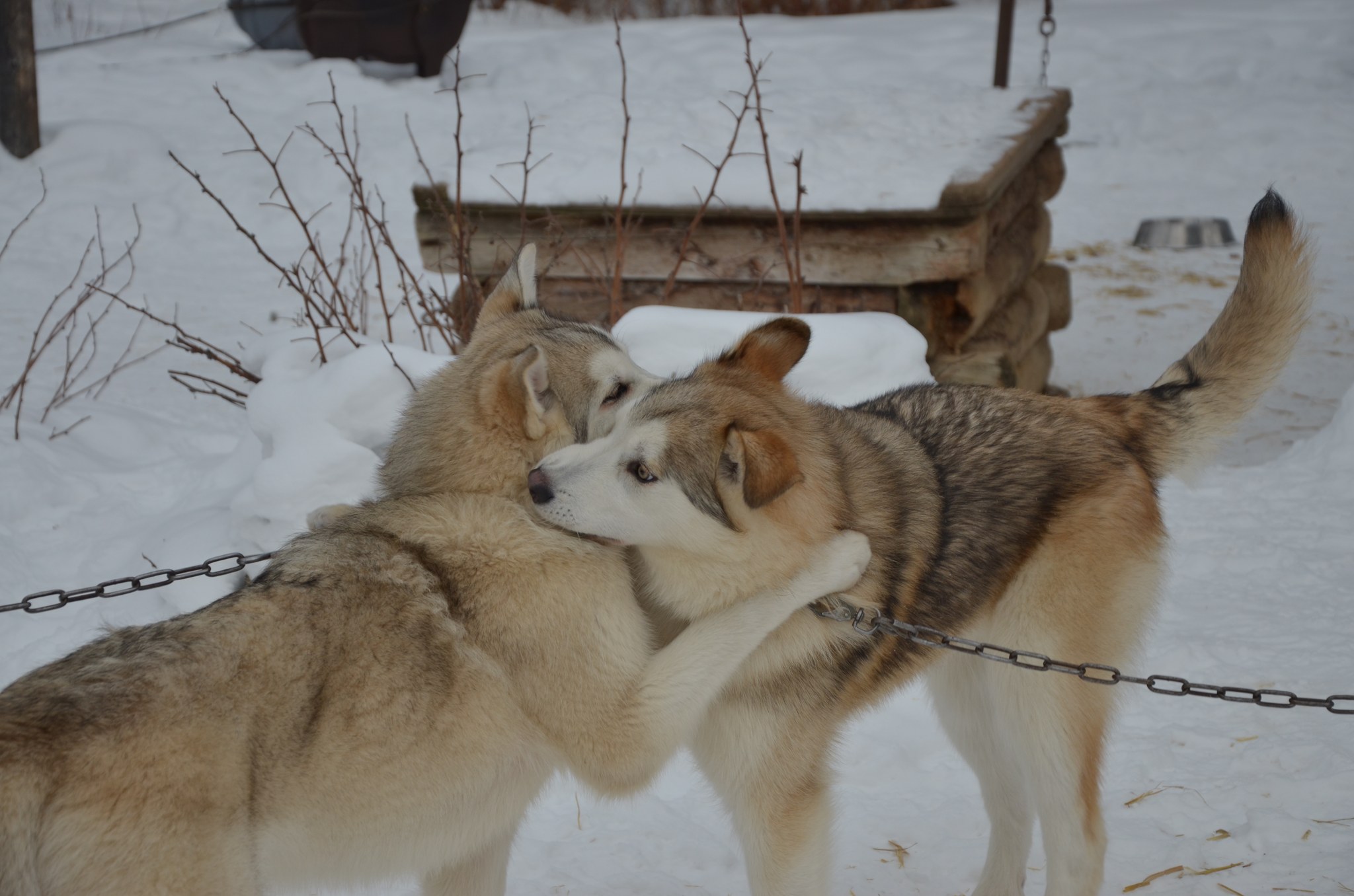 Sled dogs