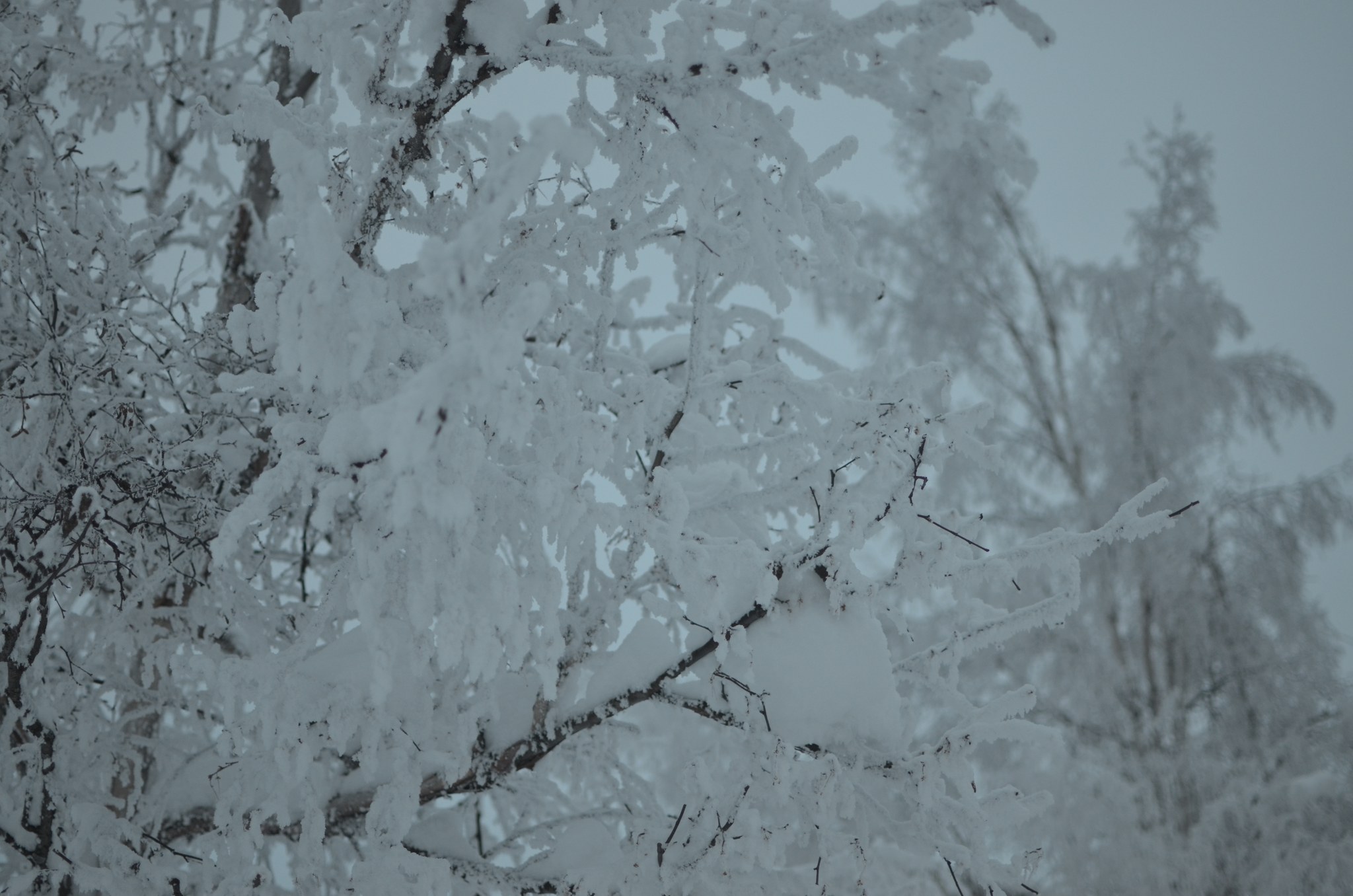 Icy trees