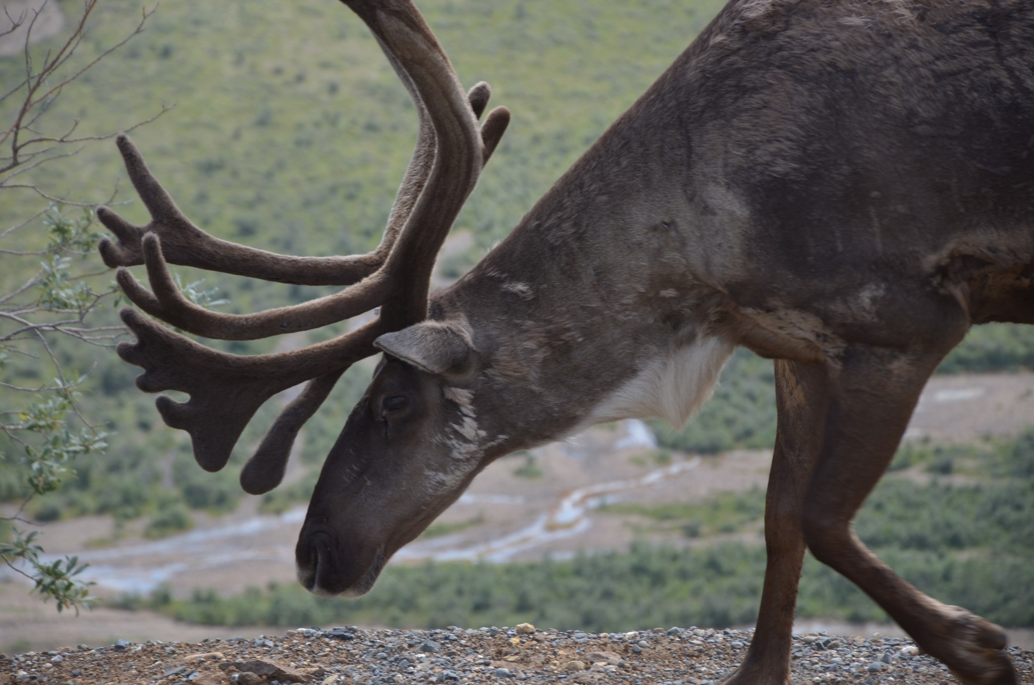 Caribou