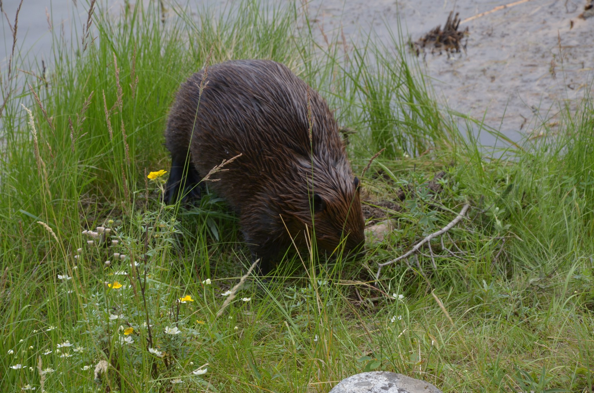 Beaver