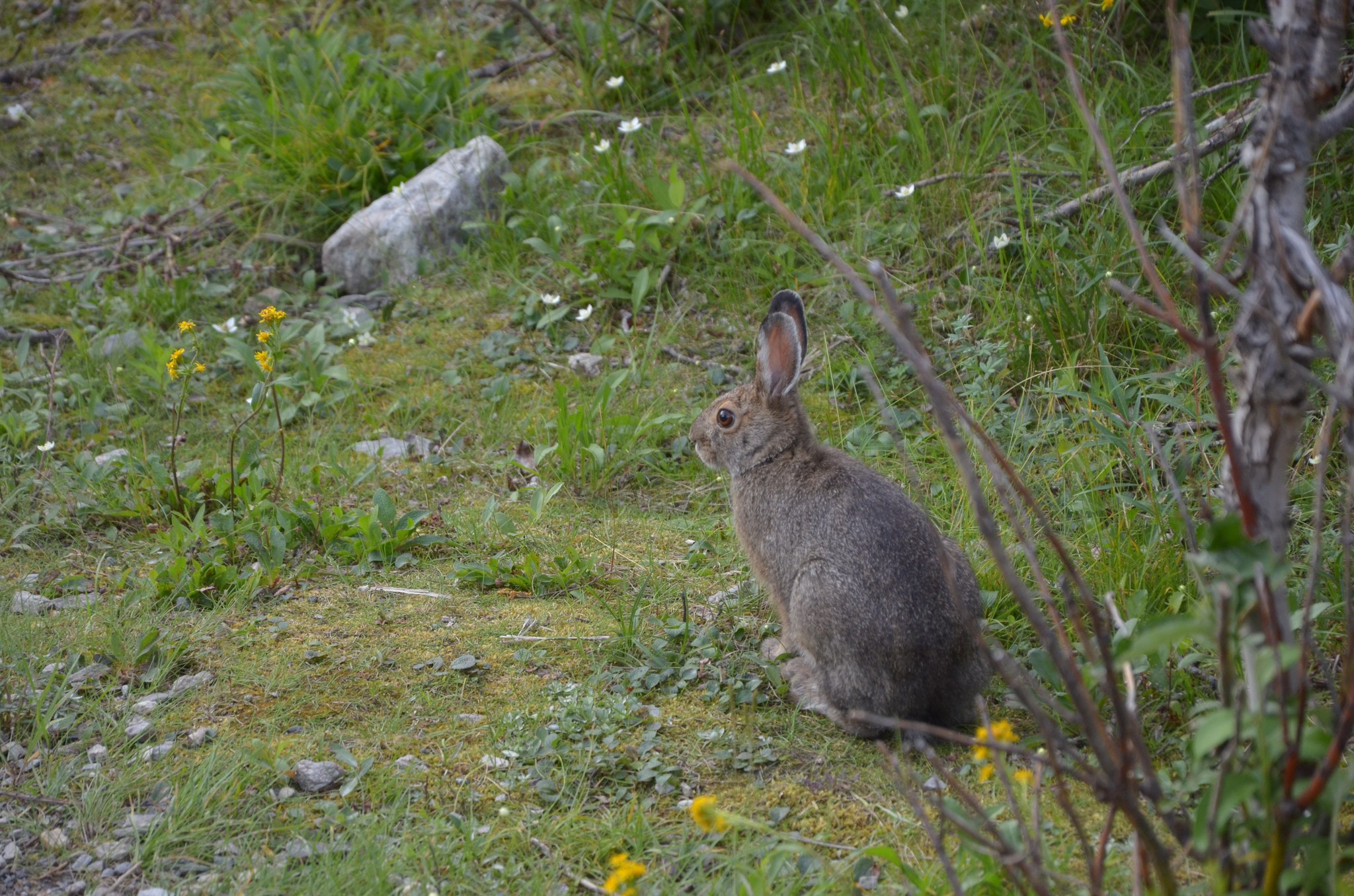 Rabbit