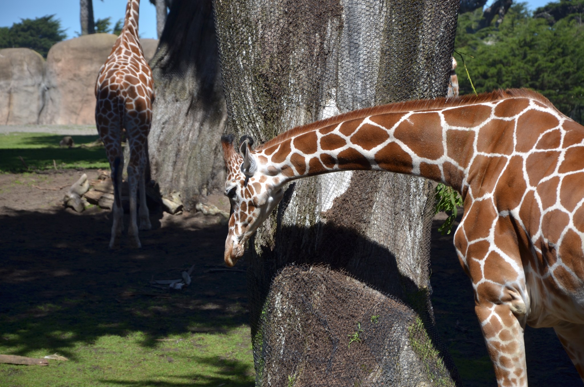 Giraffe