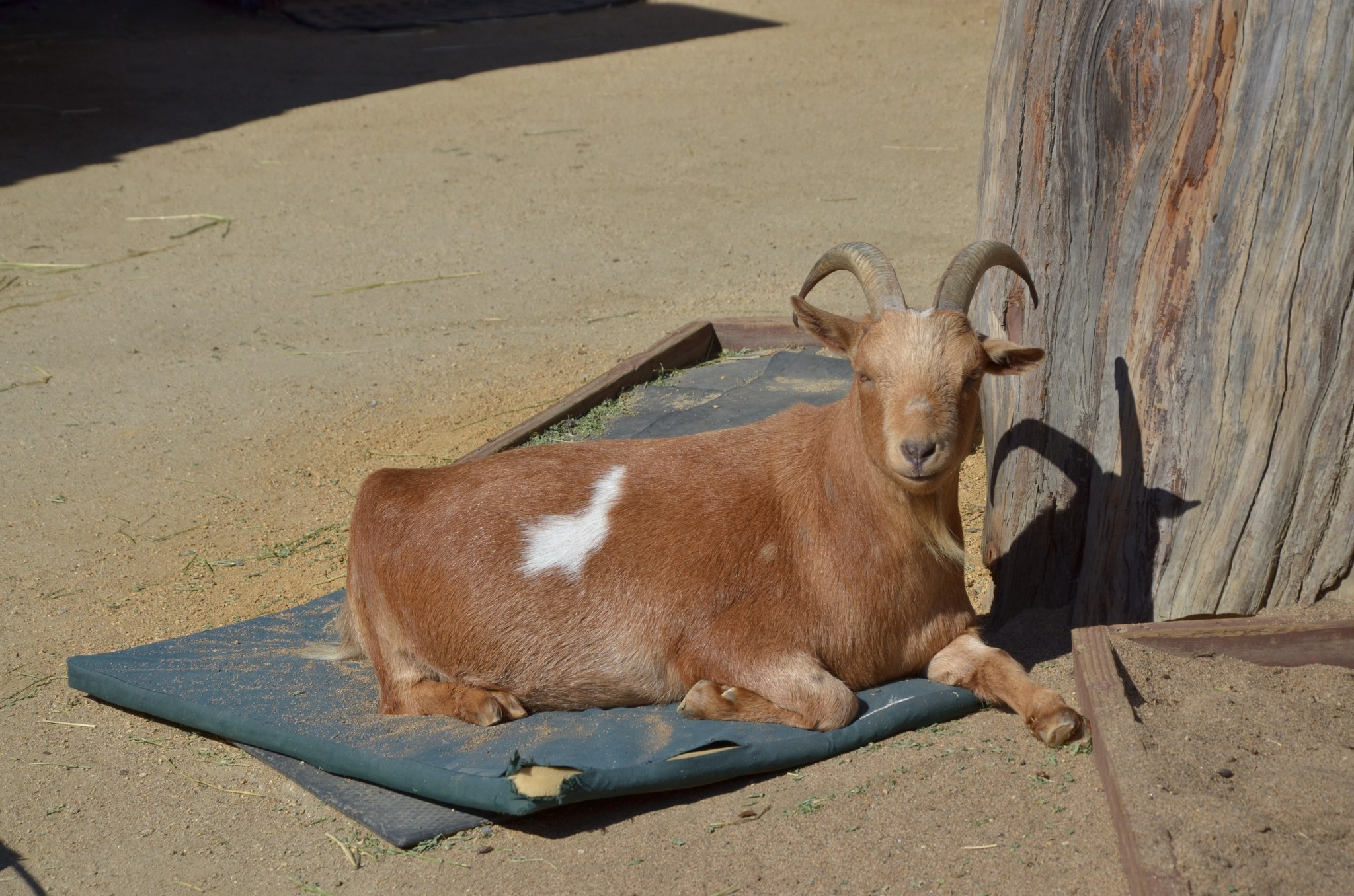 Goat