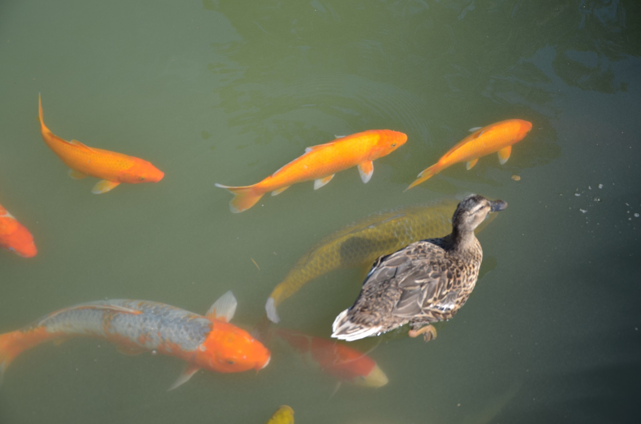 Fishes & Duck